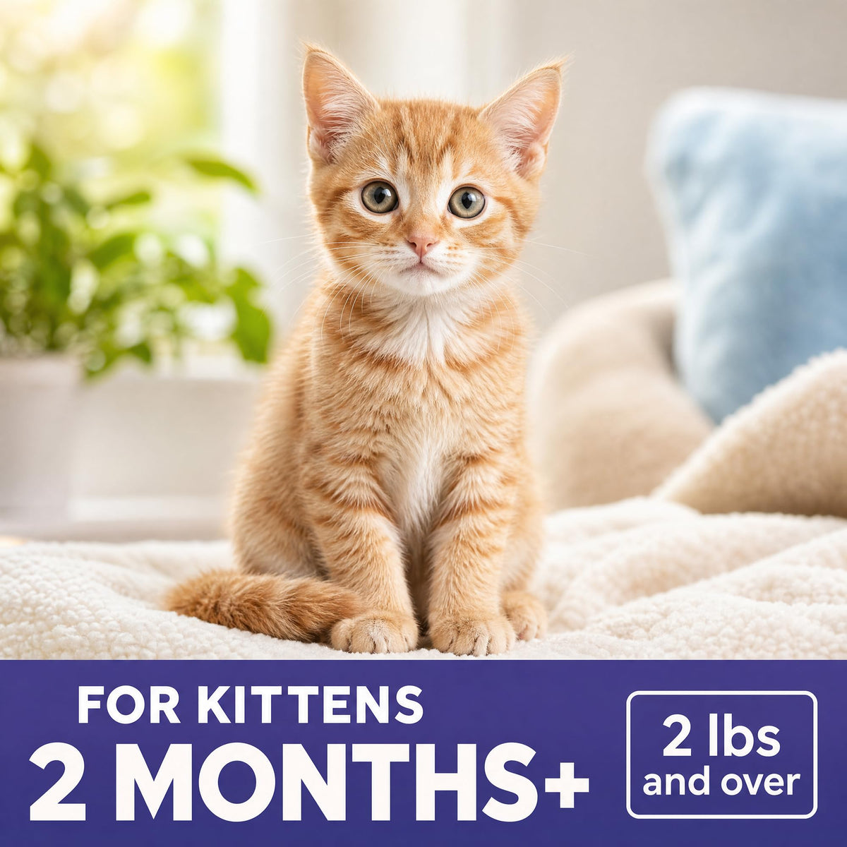 Broad Spectrum Cat & Kitten Dewormer 50 Tablets Z207
